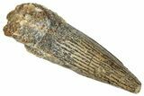 Juvenile Fossil Spinosaurus Tooth - Real Dinosaur Tooth #286755-1